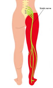Sciatic Nerve Anatomy Sciatic Nerve Anatomy